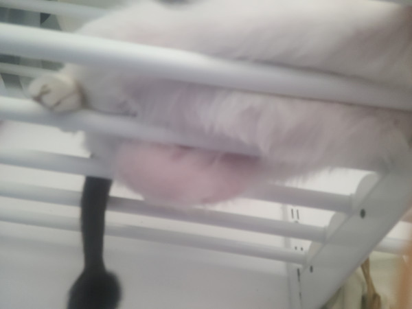e06501c25236c8a2a6fe47a8da8dd57b_1738453766_141.jpg