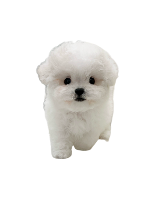 ca0da4c8be3caebaec0cb4a47c682a66_1743254557_3438.png