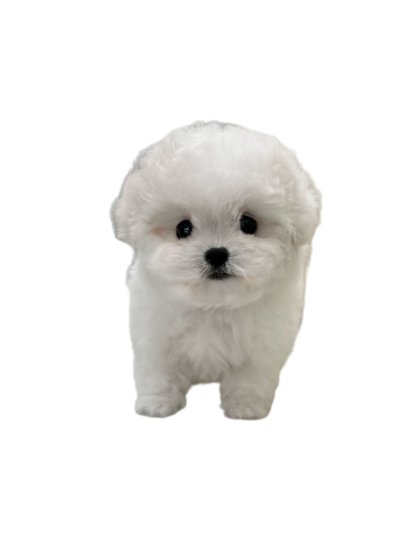 ca0da4c8be3caebaec0cb4a47c682a66_1743254559_9024.png