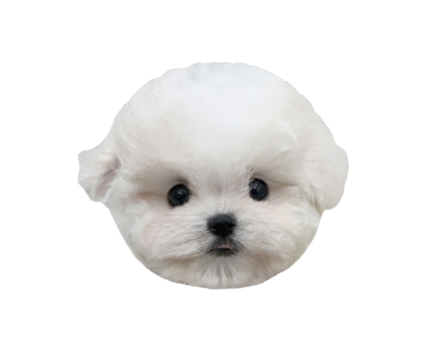 ca0da4c8be3caebaec0cb4a47c682a66_1743254560_2356.png