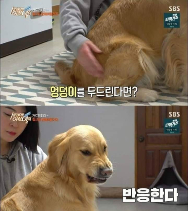 리트리버가 이렇게 화내는 거 첨봄 | 인스티즈