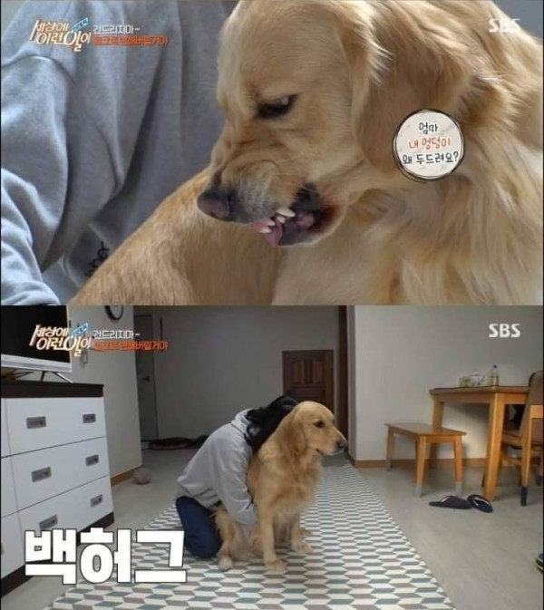 리트리버가 이렇게 화내는 거 첨봄 | 인스티즈