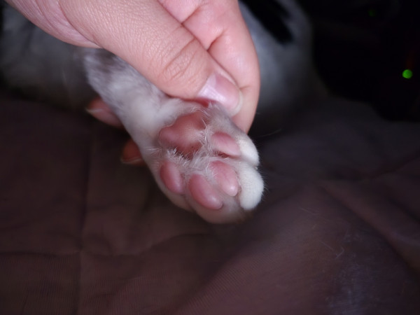 thumb-0b972b33222791cb033e8e80cd9bea9c_1745669659_8814_600x0.jpg