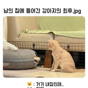 남의 집에 들어간 댕댕이의 최후