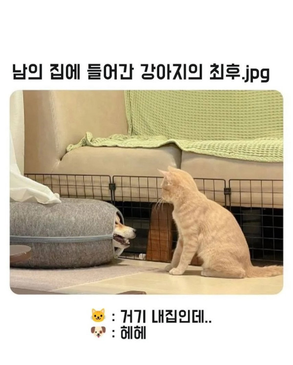 남의 집에 들어간 댕댕이의 최후