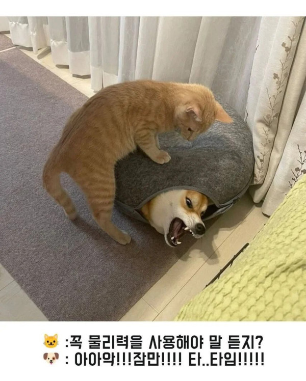 남의 집에 들어간 댕댕이의 최후