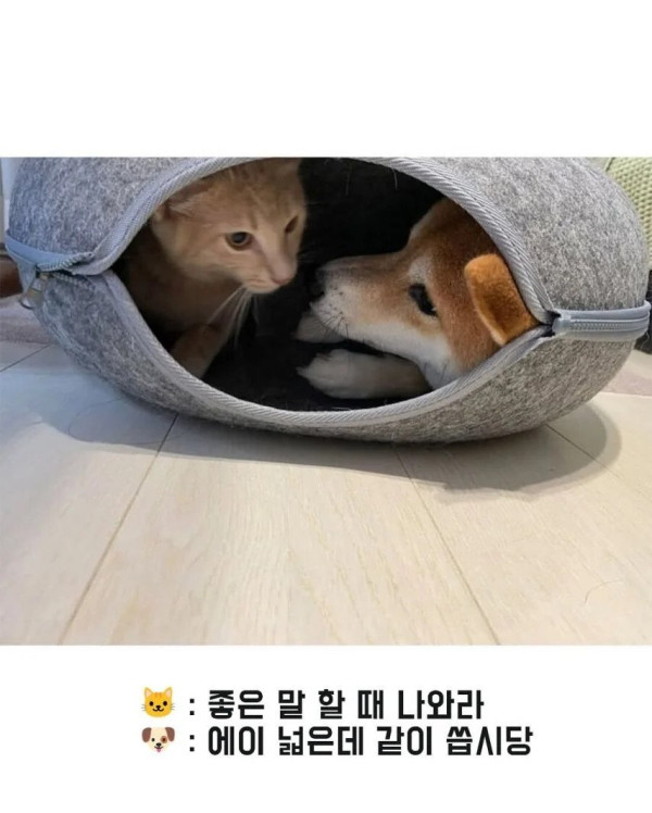 남의 집에 들어간 댕댕이의 최후