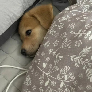 더 자고 싶다.webp.ren.jpg 침대에 눈만 뜨고 누워 있는 강아지.jpg