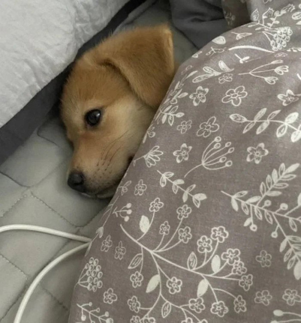 더 자고 싶다.webp.ren.jpg 침대에 눈만 뜨고 누워 있는 강아지.jpg