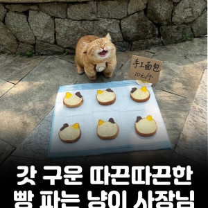 갓 구운 따끈따끈한 빵 파는 냥이 사장님