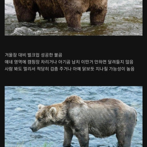 11 오히려 더 위험하다는 곰.jpg