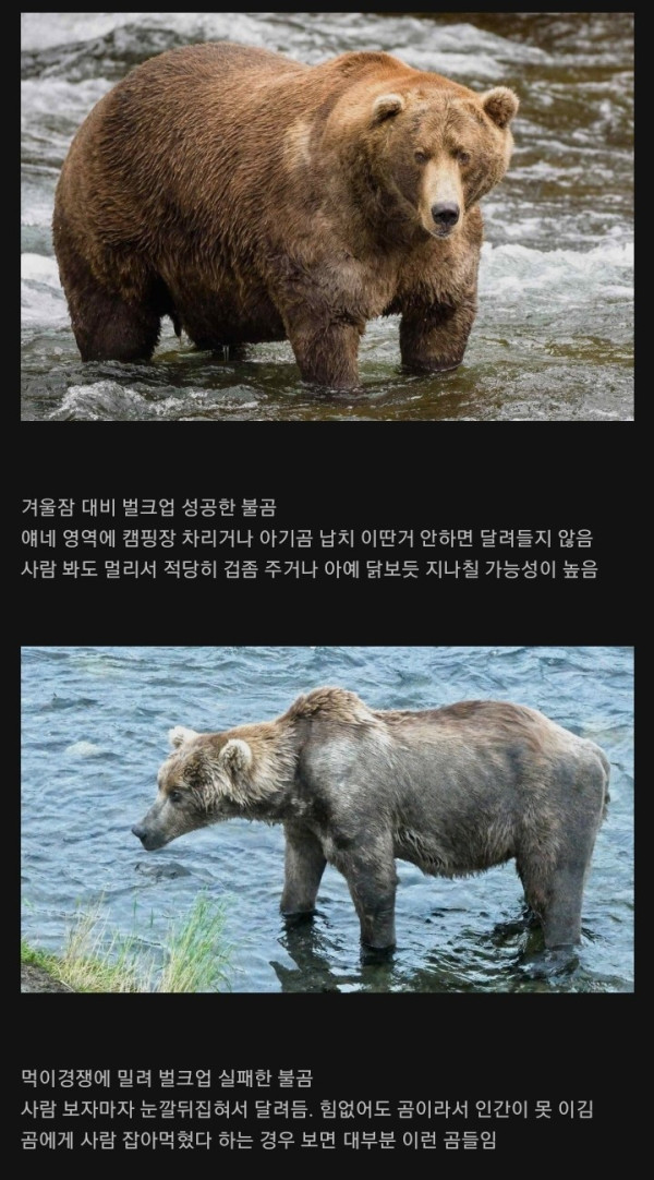 11 오히려 더 위험하다는 곰.jpg
