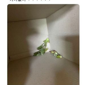 울아빠 두릅 따온 것 좀 봐