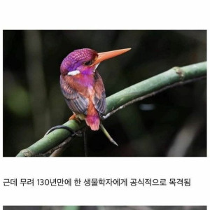 18 알고 보니 멸종 안됨.jpg