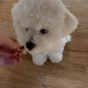펫플루언서 이미지