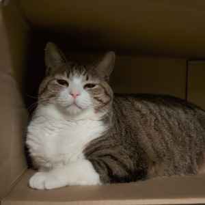 box.png