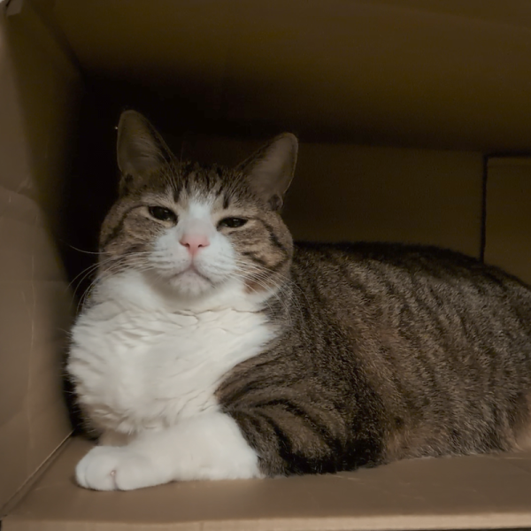 box.png