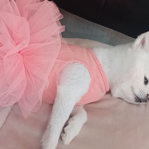 펫플루언서 이미지