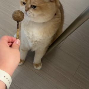 펫플루언서 이미지