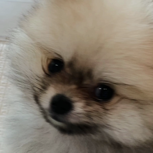 펫플루언서 이미지