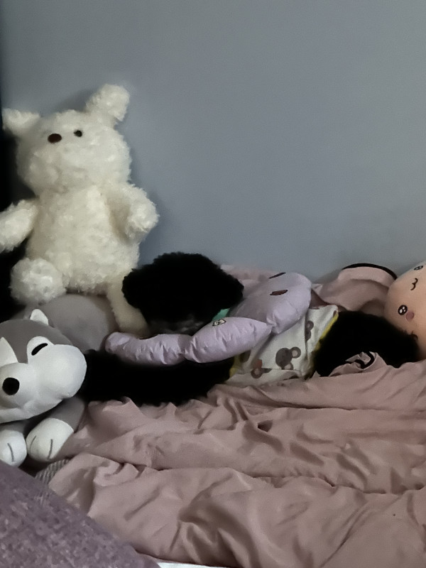 33e3abc1cc2545219336e5544db76592_1745691946_6269.jpeg