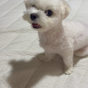 펫플루언서 이미지