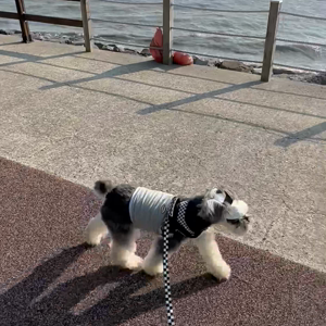 펫플루언서 이미지