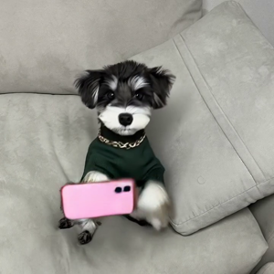 펫플루언서 이미지