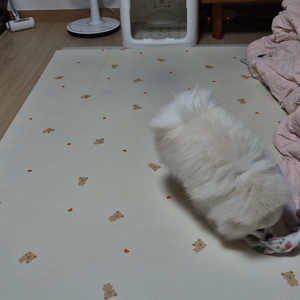 펫플루언서 이미지