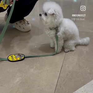 펫플루언서 이미지