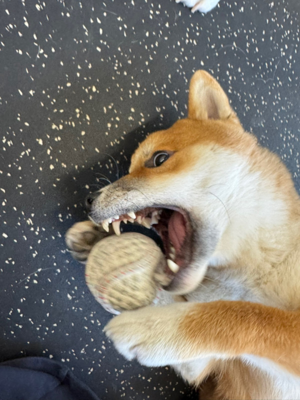5b60539178d3827d6f7455fc7164f819_1744799743_7540.jpeg