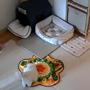 펫플루언서 이미지