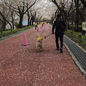 펫플루언서 이미지