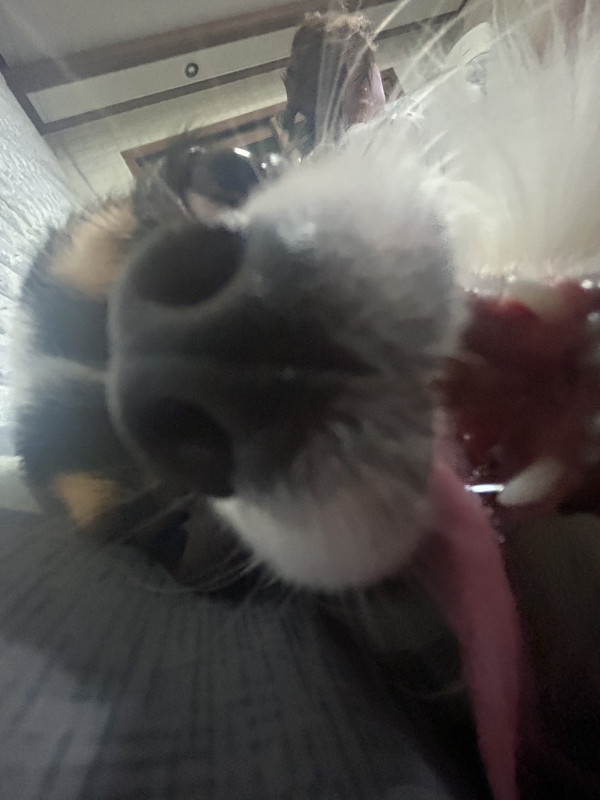 72865a4cc411e0425e72e266b95eb12f_1744131415_8920.jpeg