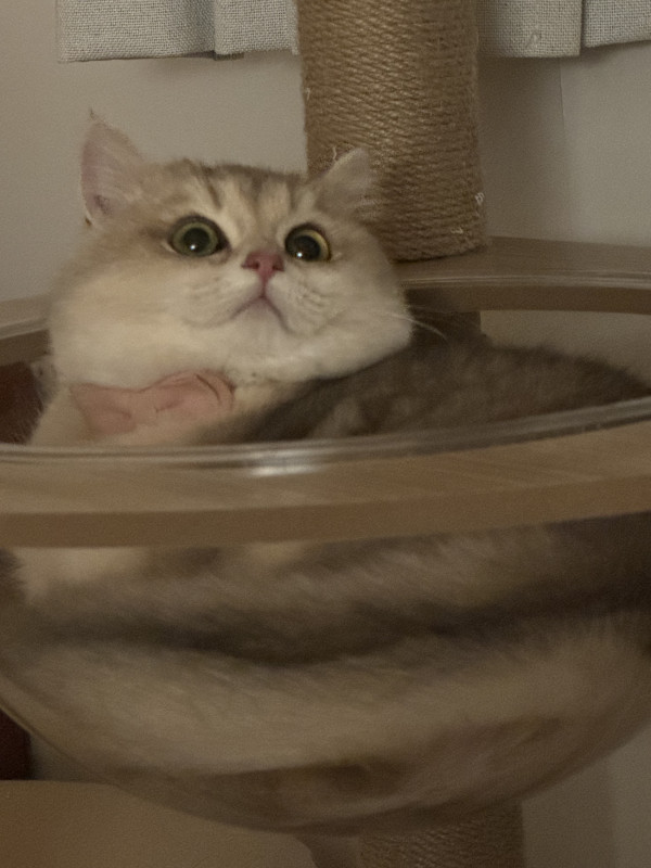 751d9e99ab167a37d7241d30a0f077e9_1743665308_5041.jpeg