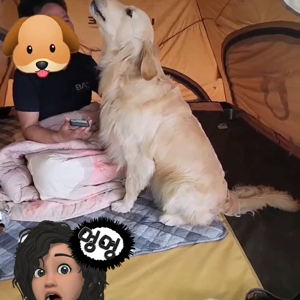 펫플루언서 이미지