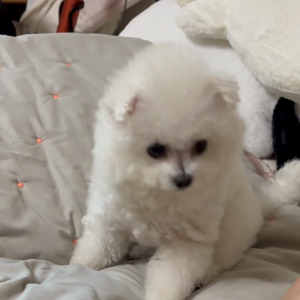 펫플루언서 이미지