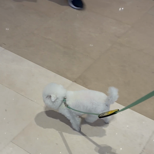 펫플루언서 이미지