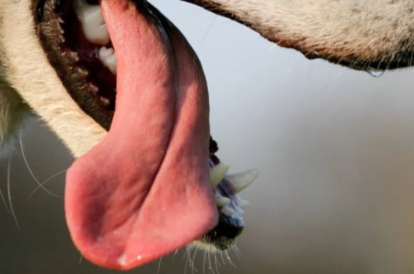 9a6c9f8410c2093ce06a78a73a21ab2d_1744618128_4097.png