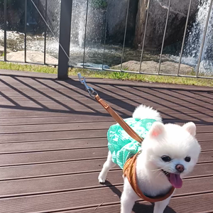 펫플루언서 이미지