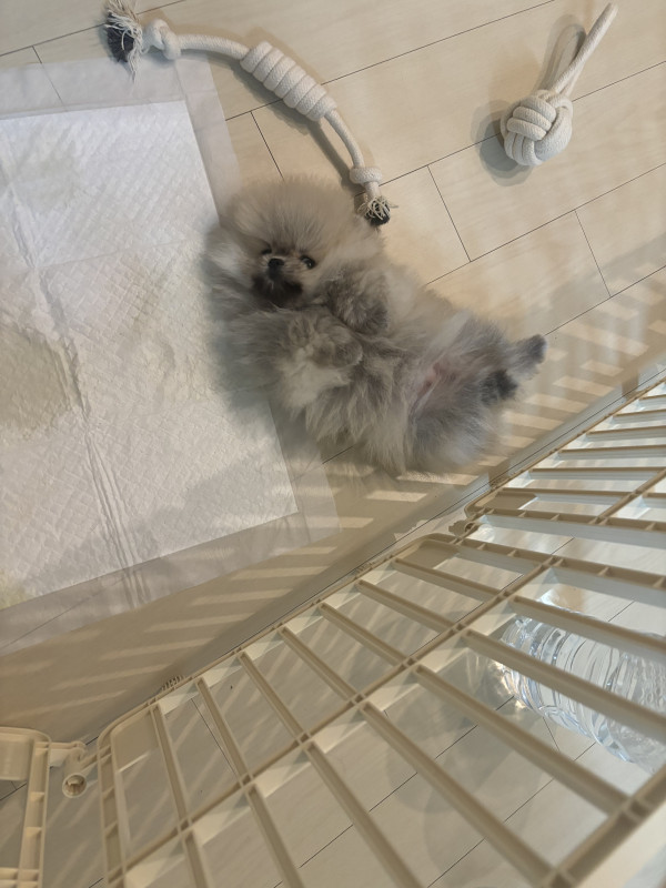 a517c465d88ef8d1a52f3e1aa8e8c65c_1744281646_5827.jpeg