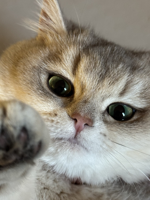 a7c875ea455d3c8b47563b0a6fc9b576_1743665307_1242.jpeg