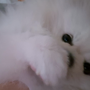 펫플루언서 이미지