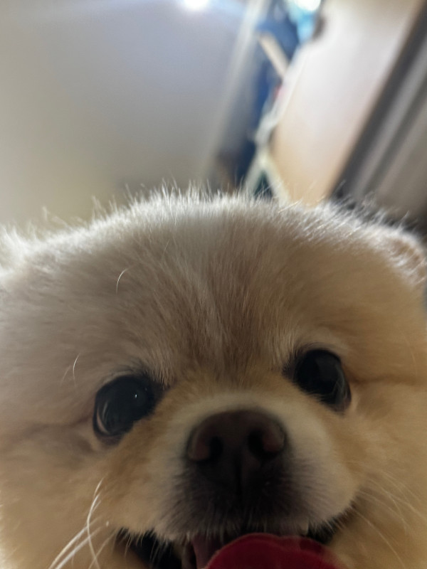 b55c435d58c349fc577b2f0ffbe2f004_1745462401_6435.jpeg