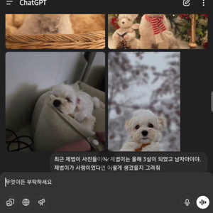펫플루언서 이미지