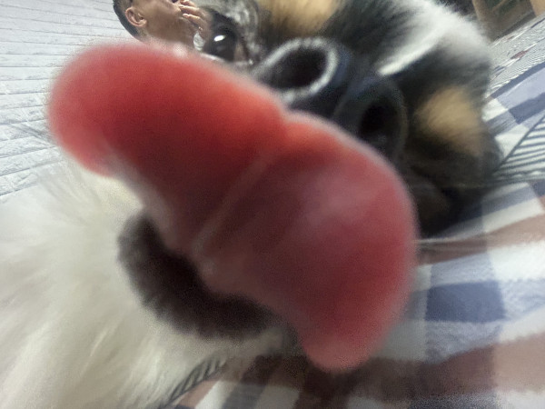 d43a396893c9b21fc5d7ee230e6619e7_1744131417_3390.jpeg