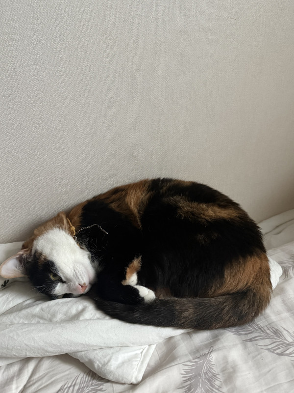 d463d358122025aca286378f8a3b5432_1745717402_9386.jpeg
