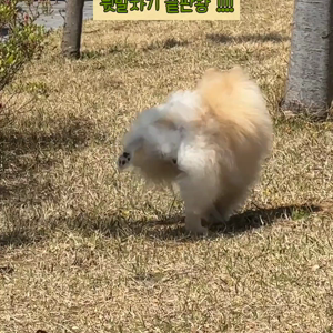 펫플루언서 이미지