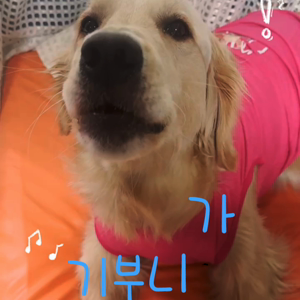 펫플루언서 이미지