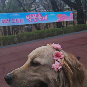 펫플루언서 이미지